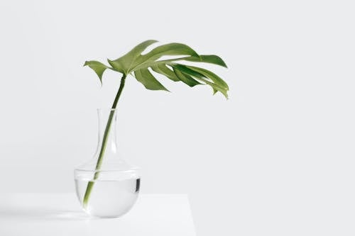 Photo of a Green Plant in a Clear Glass Vase