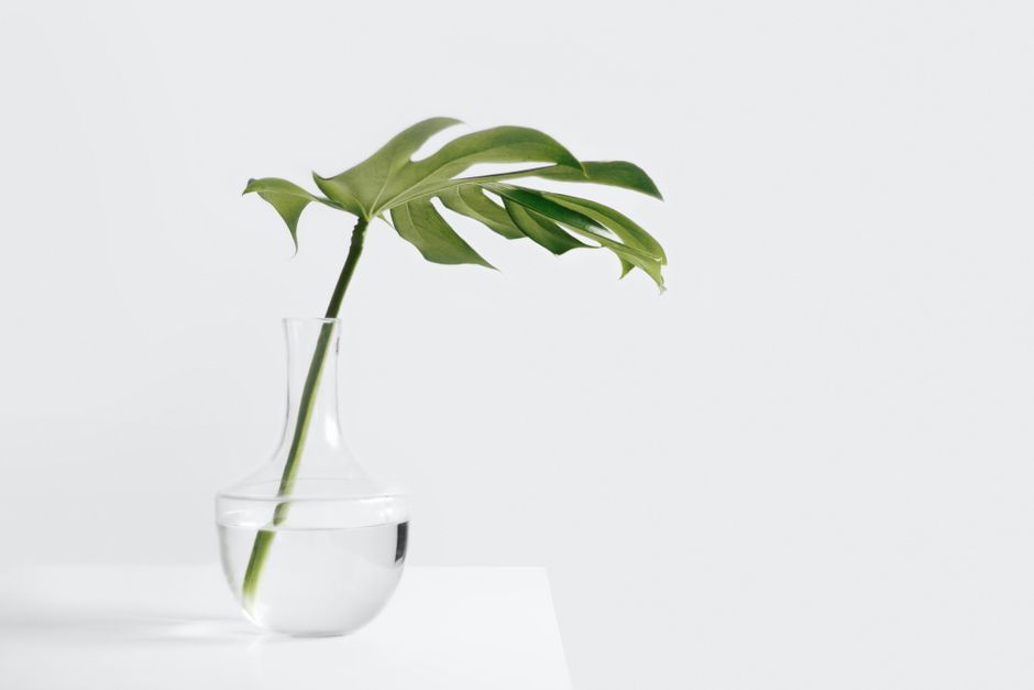 A minimalist image of a monstera leaf in a clear glass vase on a white background.