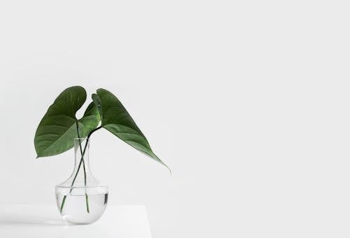 Photo of a Plant with Green Leaves in a Glass Vase