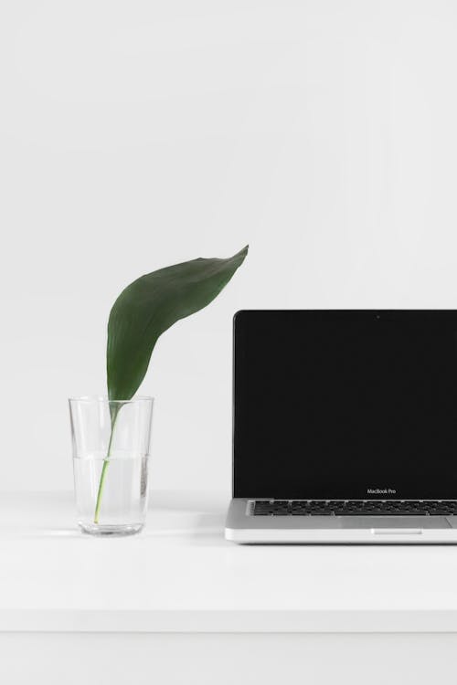 Green Plant in Clear Drinking Glass Beside a Laptop
