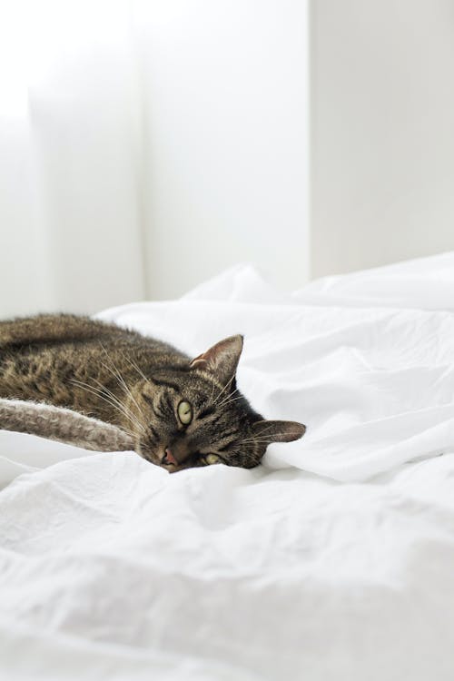 Free Photo of a Tabby Cat Lying on White Textile Stock Photo
