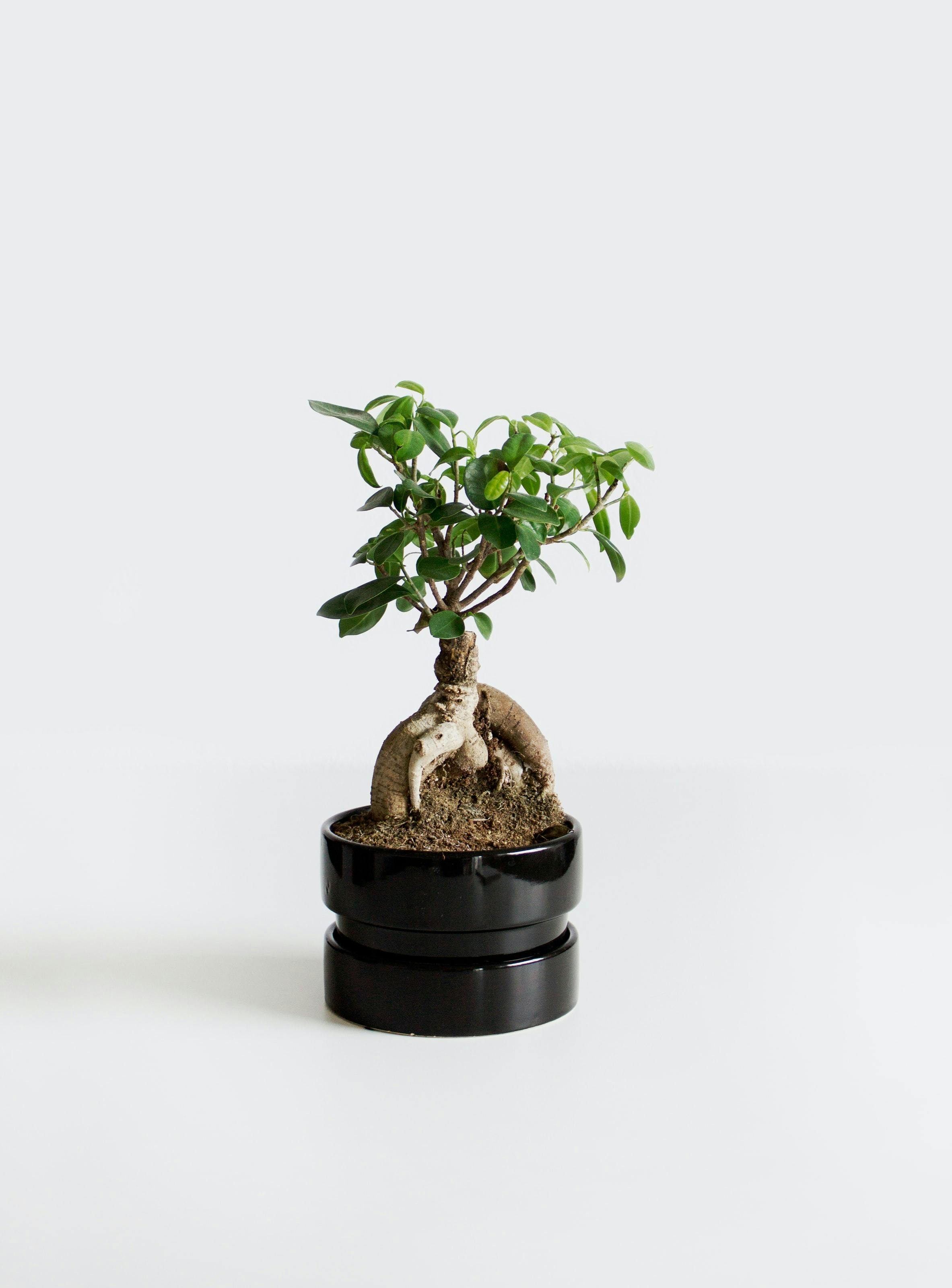 Vintage Wooden Table Shelf With Pebble And Potted Bloom Bonsai Green  Flowers White Background With Copy Space Zen Concept Interior Design Stock  Photo  Download Image Now  iStock
