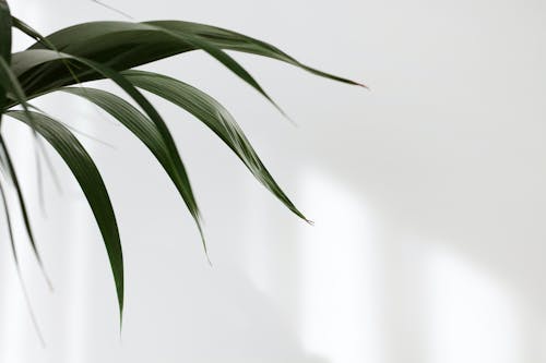 나뭇잎, 미니멀리즘, 식물의의 무료 스톡 사진
