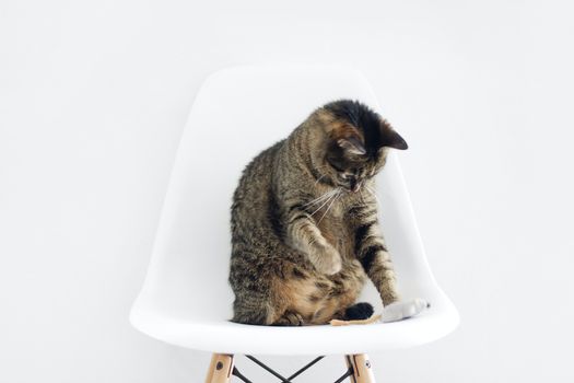 Tidy Cats Free & Clean Cat Litter, LightWeight Unscented Multi-Cat - 5.44 kg Box