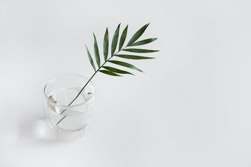 A Plant in a Glass of Water 