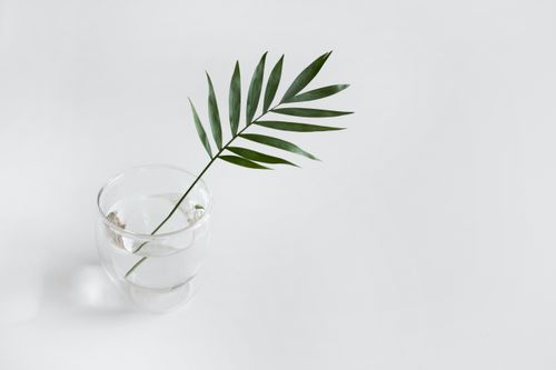 Free A minimalist composition featuring a green leaf in a glass cup on a white background. Stock Photo