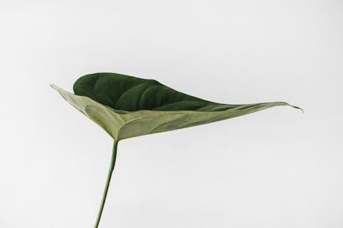 Close-Up Photo of a Green Leaf of a Plant