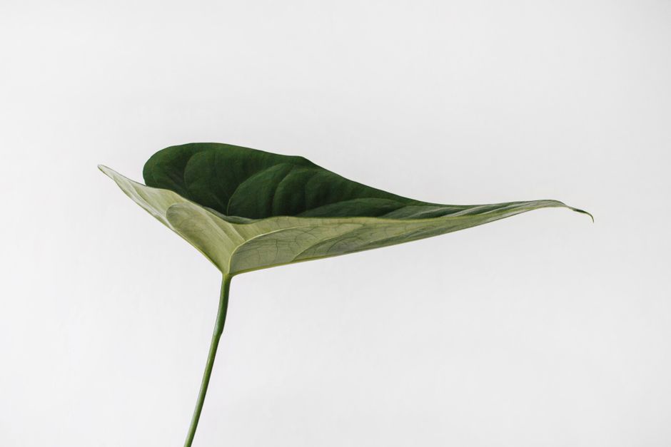Close-up of a single green leaf against a white background, showcasing its texture and form.