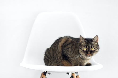 Close-Up Photo of a Brown Tabby Cat on a White Chair