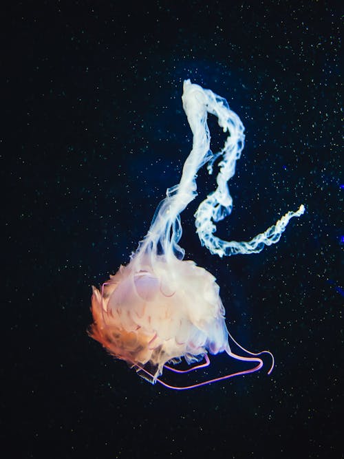White Jellyfish in Black Background