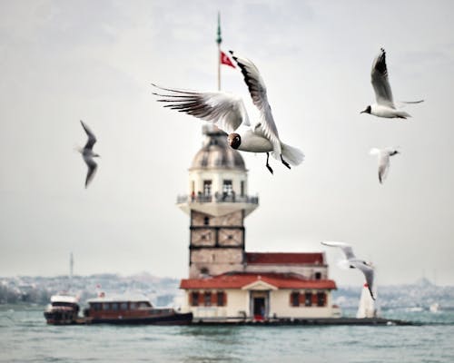 Selective Focus Photo of Gulls Flying