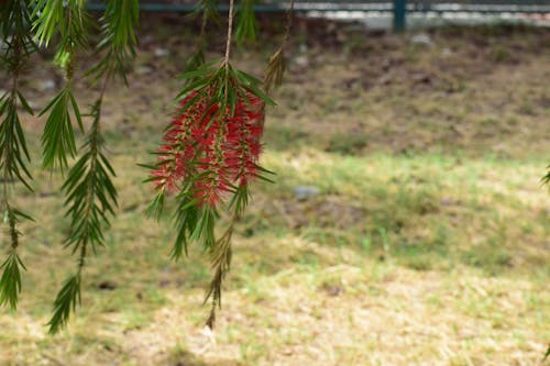 callistemon rigidus, 붉은 꽃 덩굴, 뻣뻣한 bottlebrush의 무료 스톡 사진