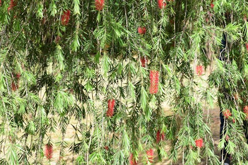 callistemon rigidus, 붉은 꽃 덩굴, 뻣뻣한 bottlebrush의 무료 스톡 사진
