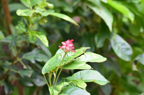 빨간 꽃, 이파리, 자연의 무료 스톡 사진