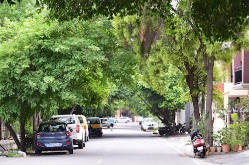 villageroad, 나무, 도로의 무료 스톡 사진