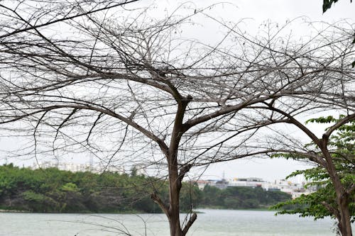 호수 앞 나무, 휴가없는 나무의 무료 스톡 사진