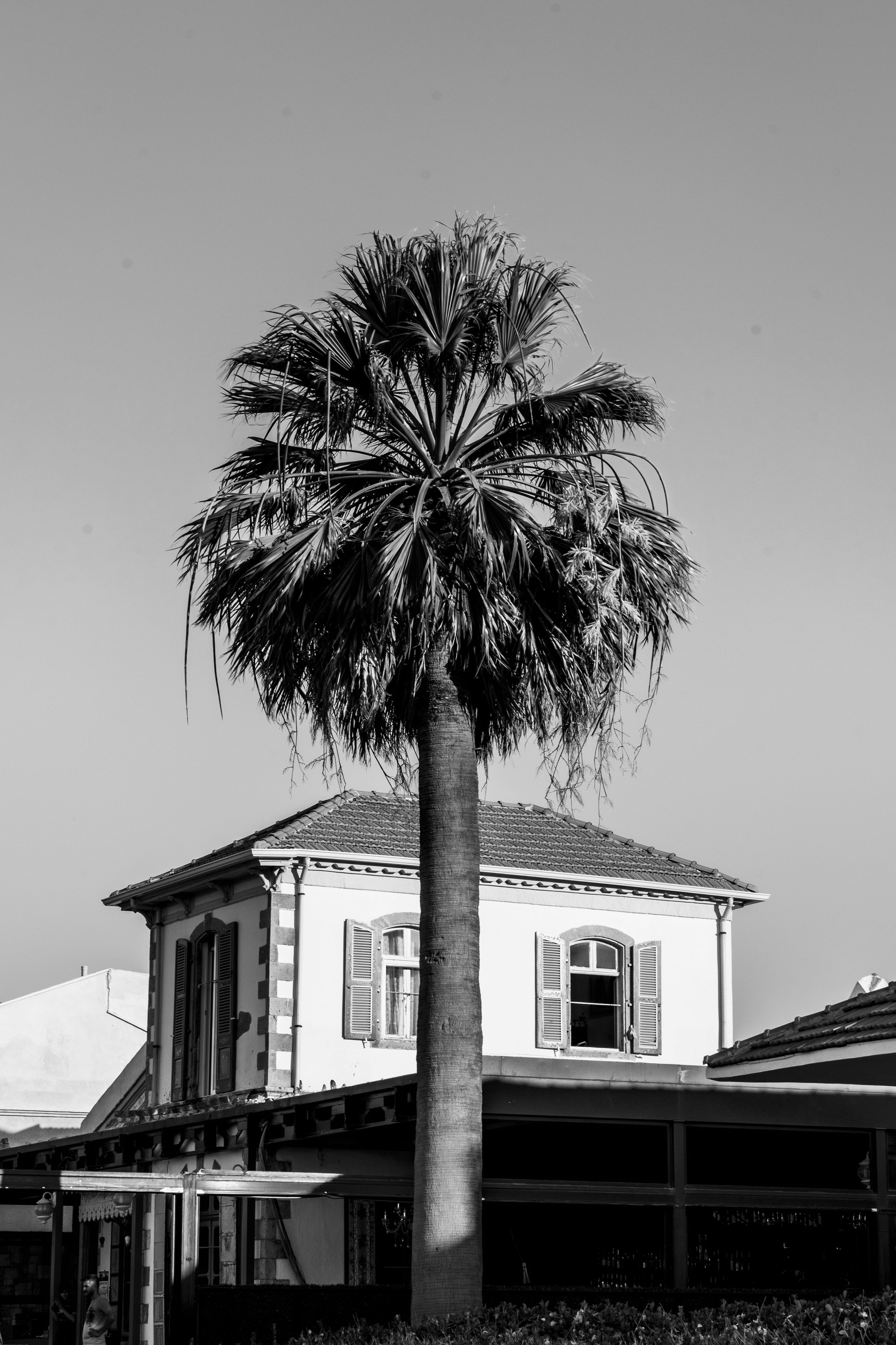 Black and white image of a palm tree in front of a classic house in Urla, İzmir, Türkiye.