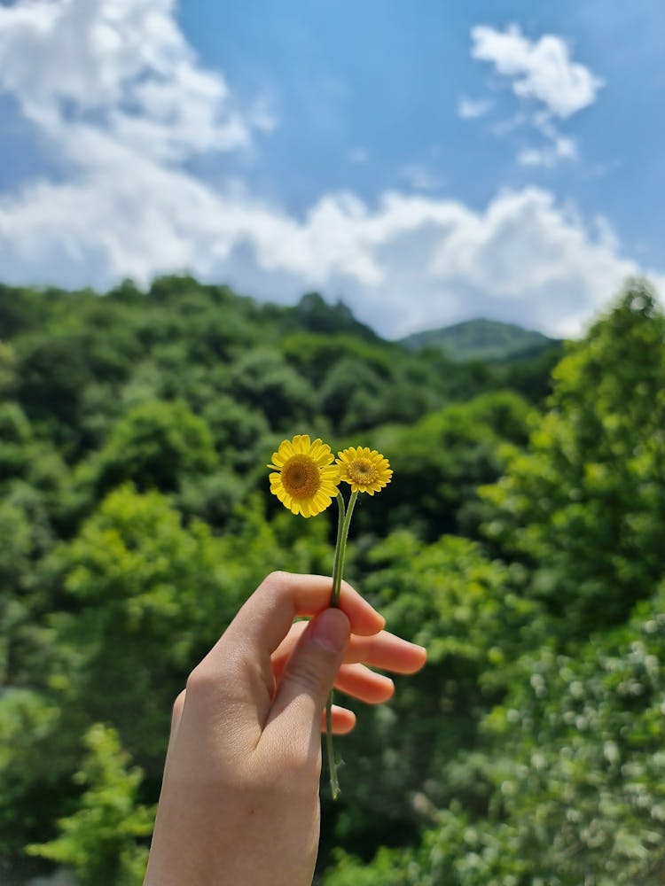 Selective Focus Photo Of A Person's Hand Holding Golden Marguerite Flowers