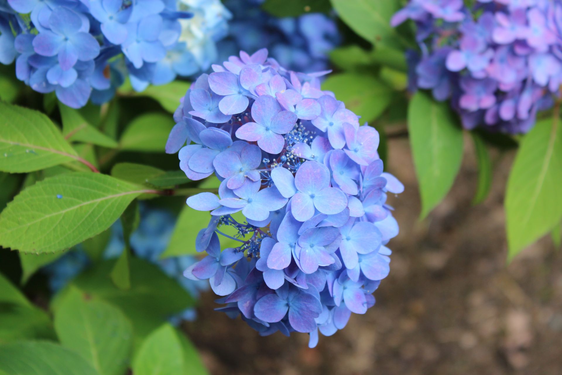 A delicate close-up of a vibrant blue hydrangea flower in full bloom. Perfect for nature themes.
