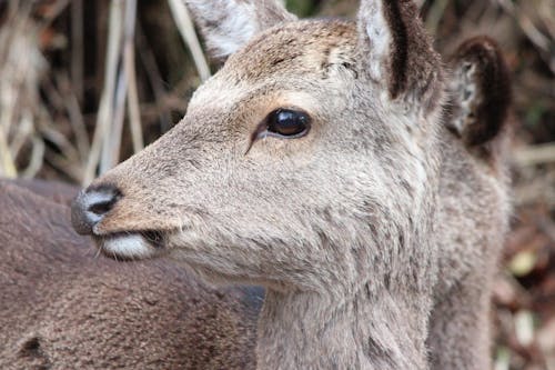 Free Close Up Photo of A Deer Stock Photo