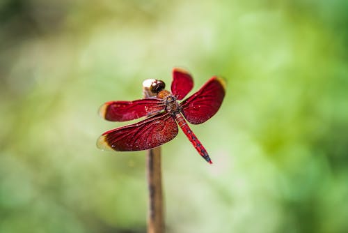 Red Dragonfly in Close Up Photography