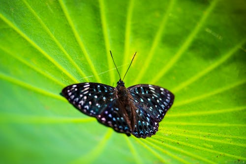 Black and White Butterfly on Green Leaf