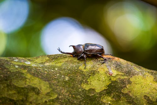 Foto d'estoc gratuïta de beetle, de prop, enfocament selectiu