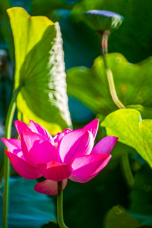 Pink Lotus Flower in Bloom