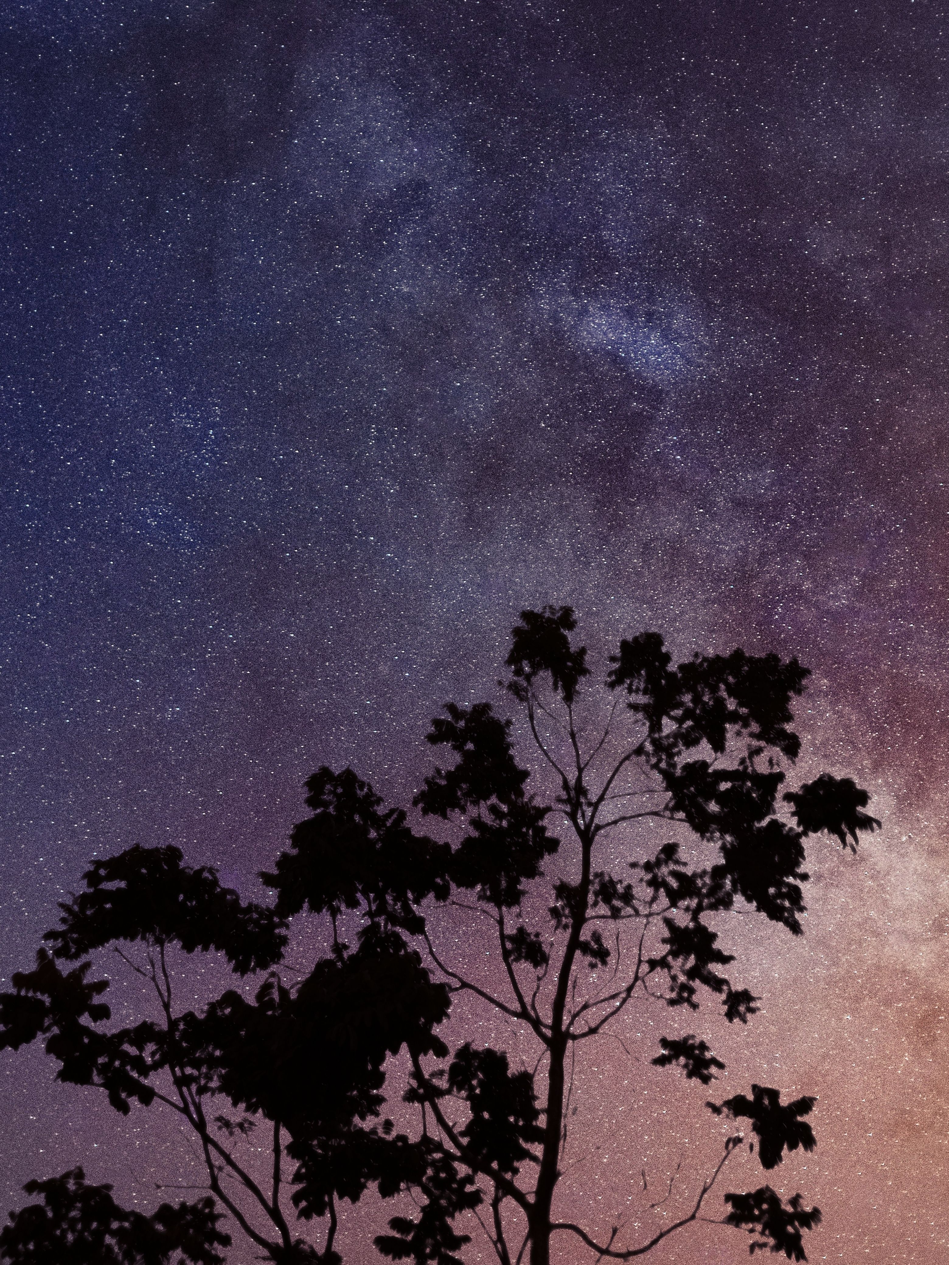 Silhouette of Tree Under Starry Sky · Free Stock Photo