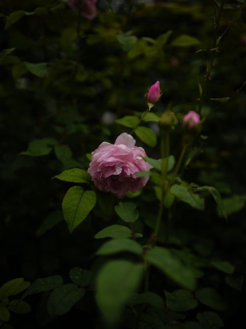 Free Delicate pink rose bloom surrounded by lush green leaves, captured in a soft focus close-up. Stock Photo