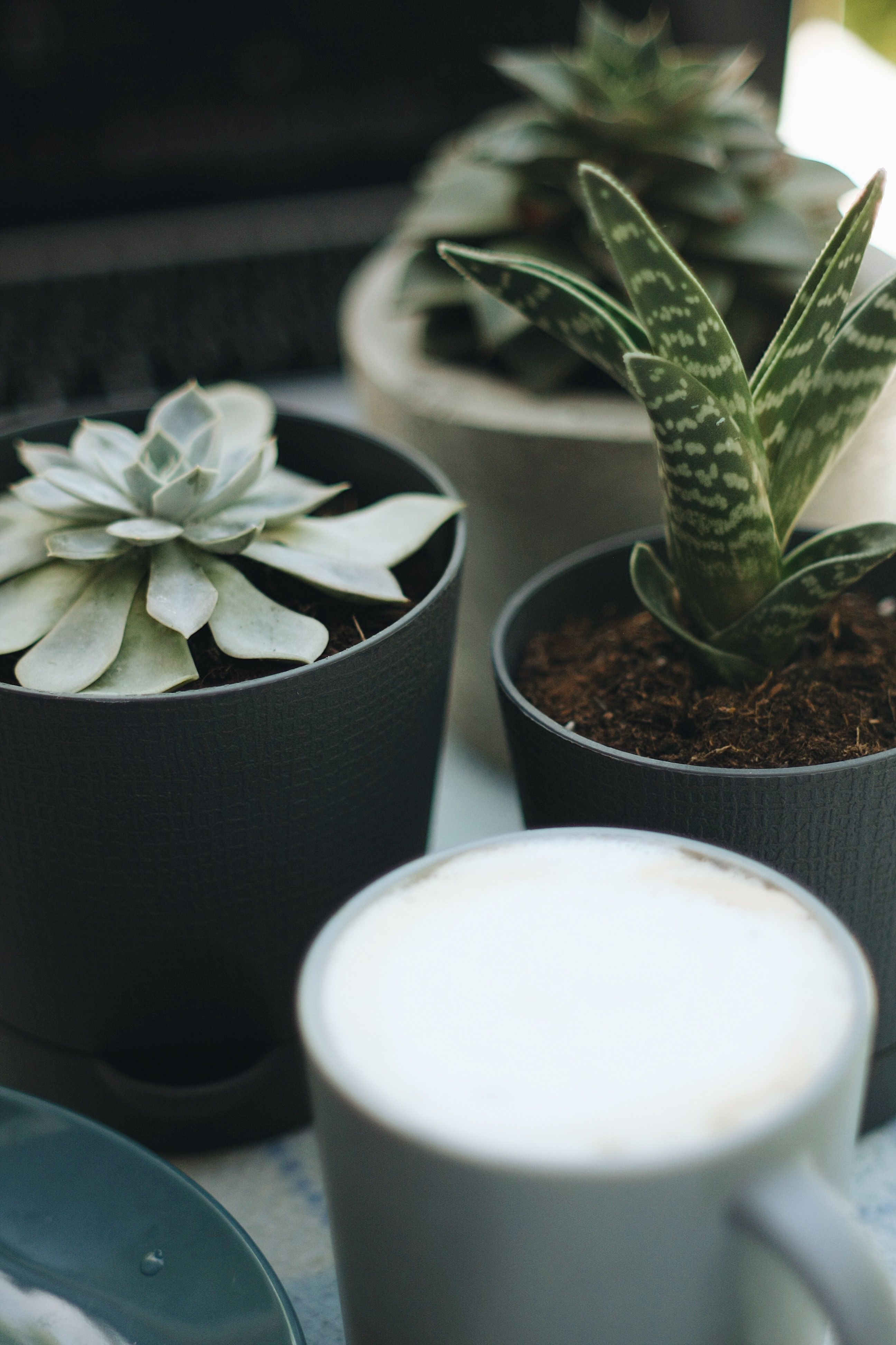Small potted succulents in terracotta pots arranged on a boho coffee bar counter next to a coffee maker