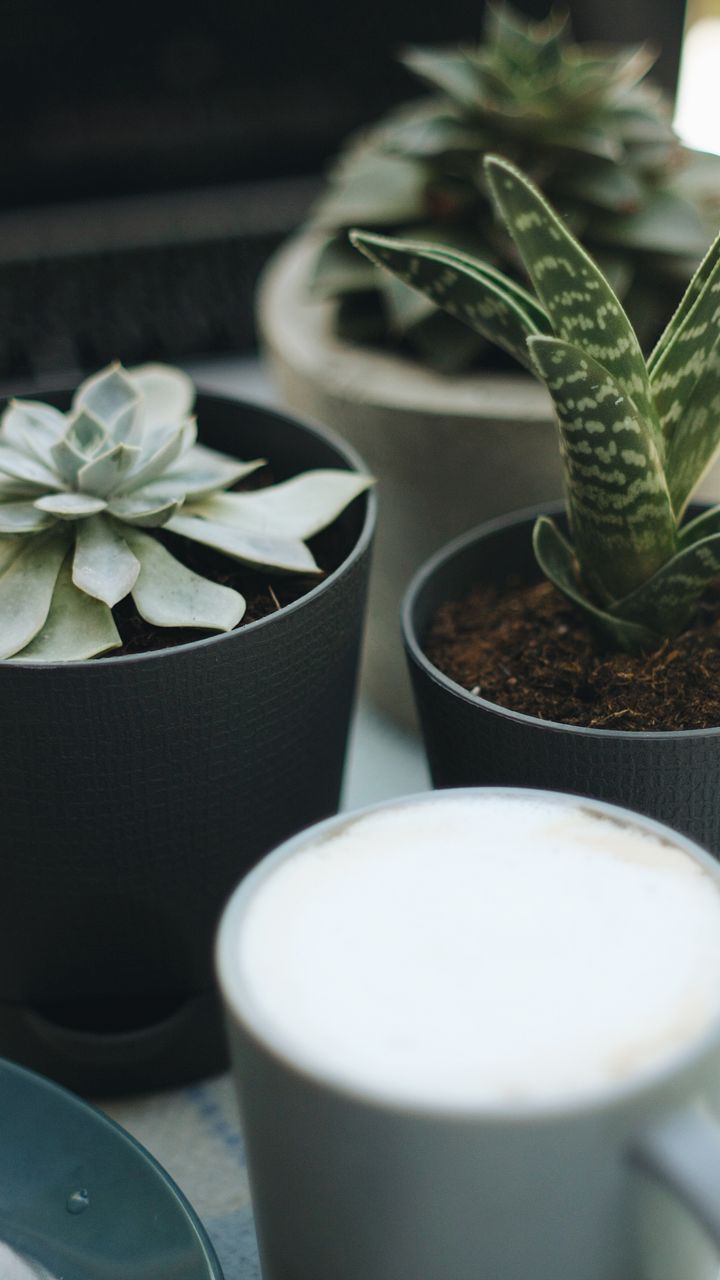 Small potted succulents in terracotta pots arranged on a boho coffee bar counter next to a coffee maker