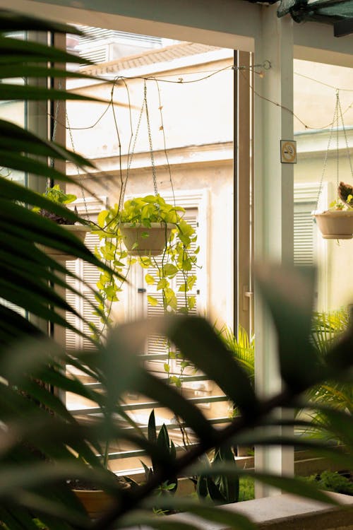 Hanging Green Plants Near Windows