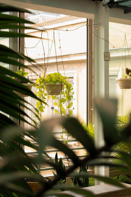Free Lush indoor plants hanging by a bright window in a cozy interior space. Stock Photo