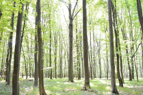 Immagine gratuita di alberi, foresta, natura forestale