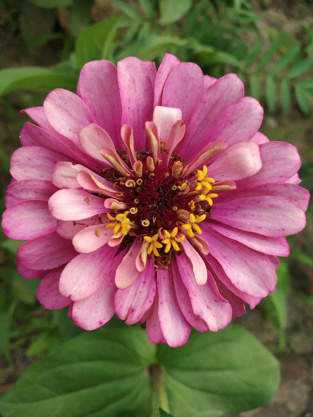 Man jogging outdoors representing cardiovascular fitness and longevity