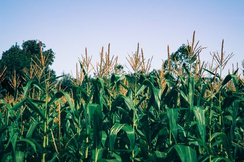 Free A lush corn field on a sunny day in Güvercinlik, Kocaeli, Türkiye, showcasing rural agricultural beauty. Stock Photo
