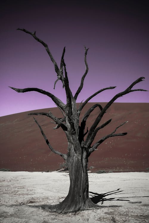 Leafless Tree on White Sand