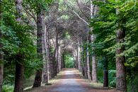Road between Trees