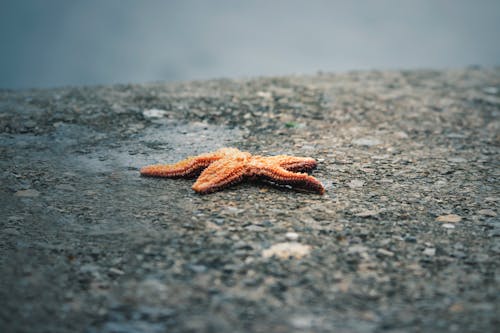 

A Close-Up Shot of a Starfish