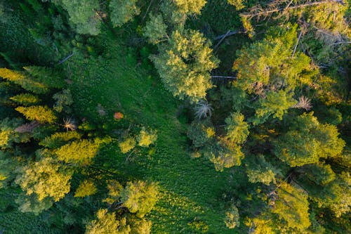 Aerial Footage of Trees 