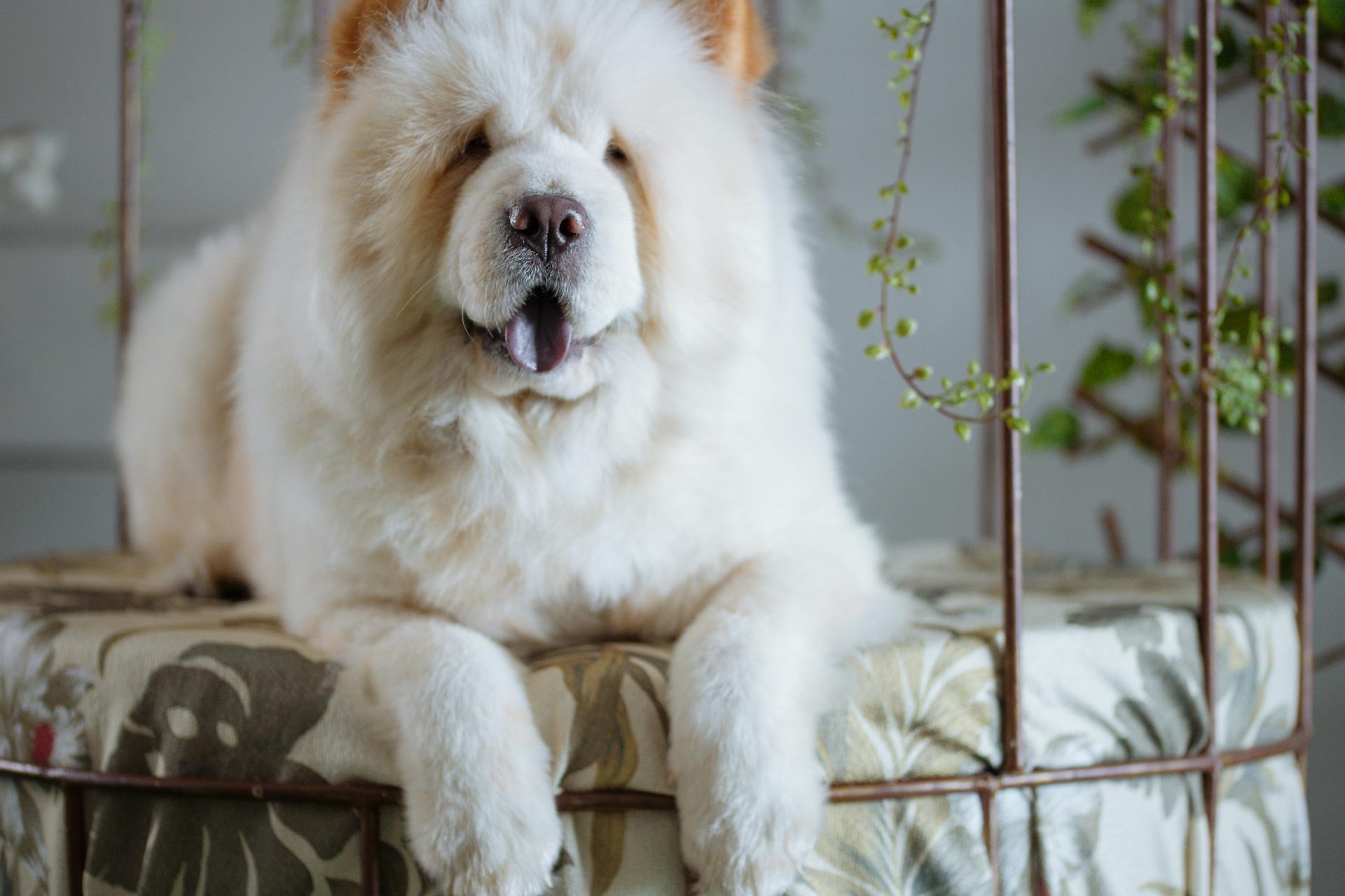 A Close-Up Shot of a Chow Chow