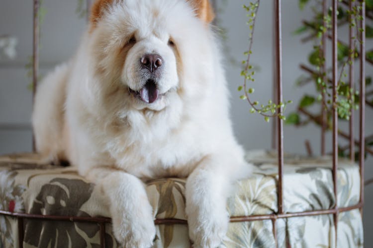 A Close-Up Shot Of A Chow Chow 