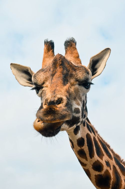 Free A detailed close-up of a giraffe at Bewdley Zoo, showcasing its unique patterns and features. Stock Photo