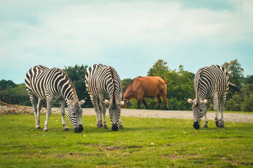 Free Four zebras and a cow grazing in a serene field at Bewdley Safari Park, England. Stock Photo