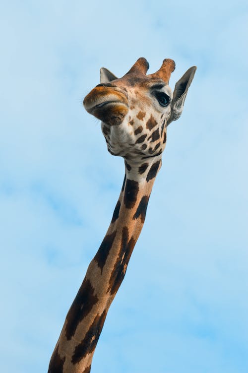 Foto d'estoc gratuïta de animal zoològic, coll llarg, girafa