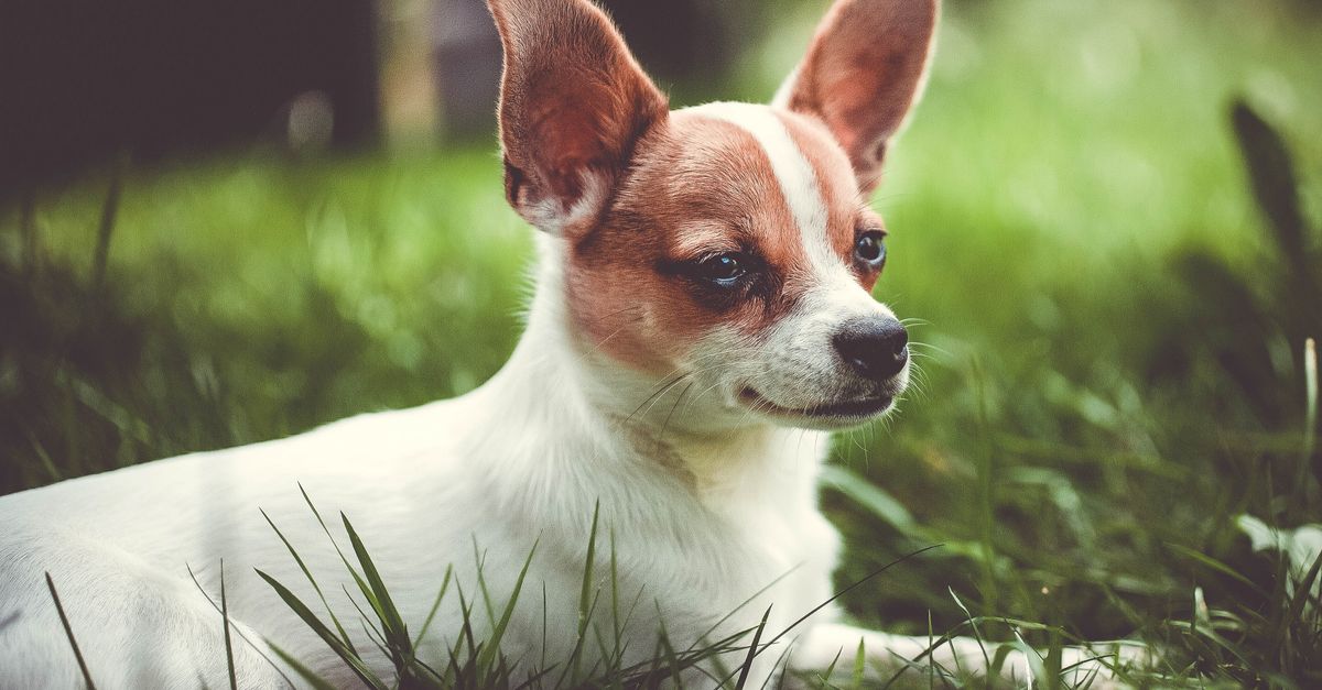 Chihuahua