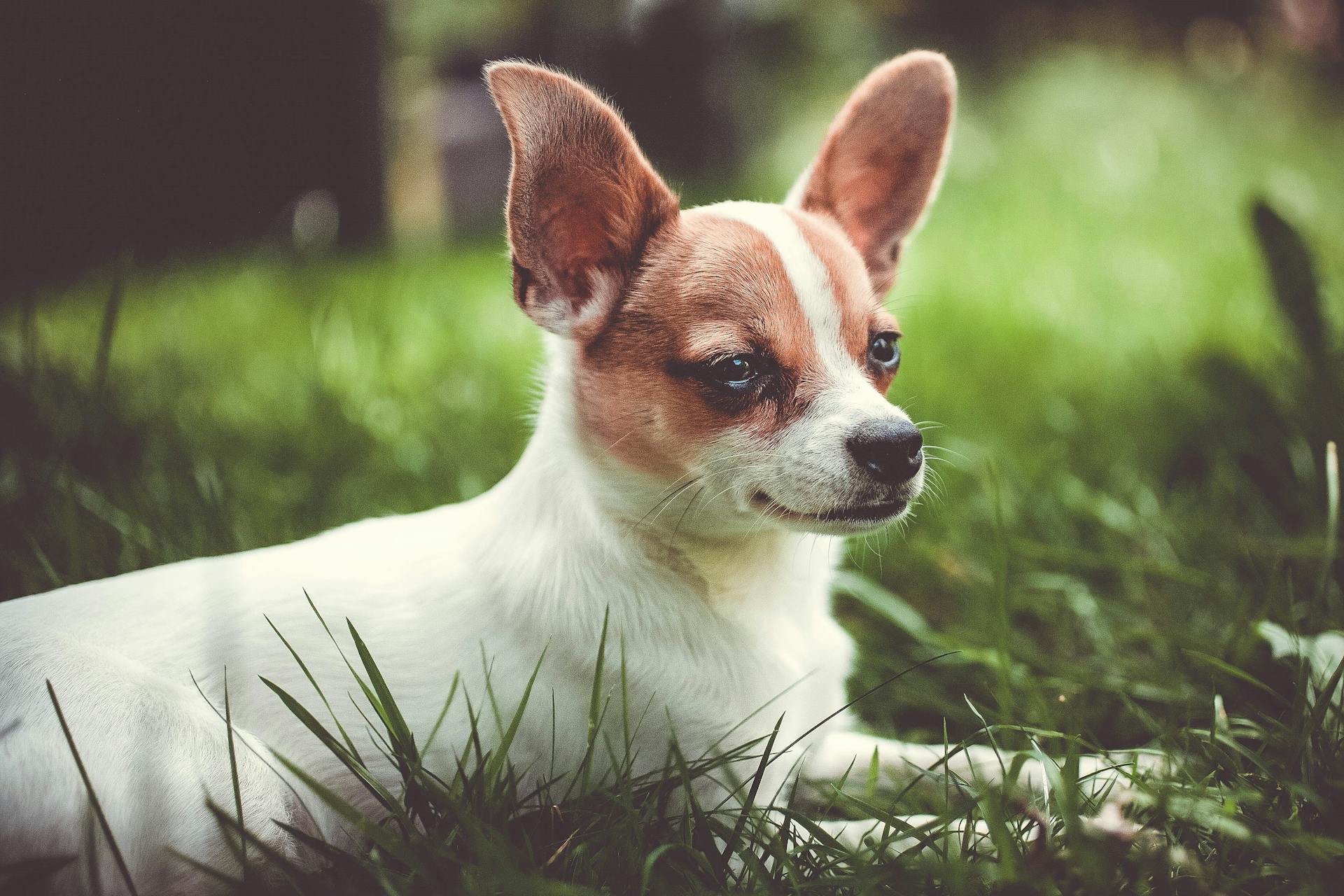 White and Brown Short Coated Small Dog on Green Grass