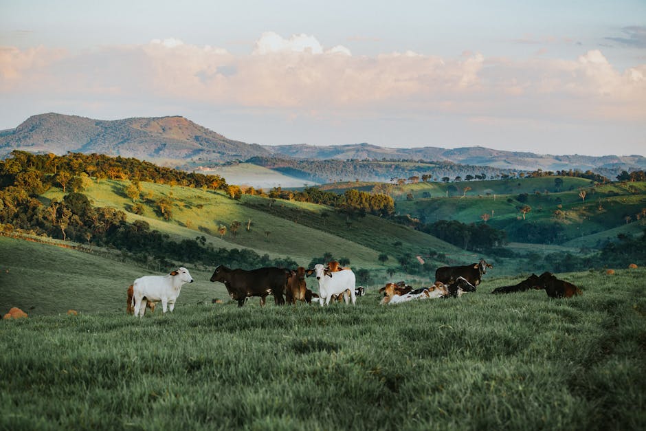 herd of cattle, countryside, hills, britain
