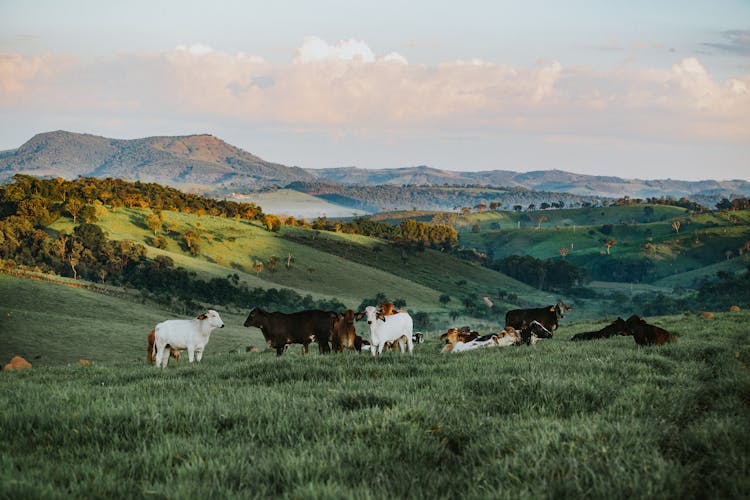 Herd Of Cattle In Daytime